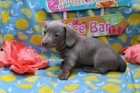Whimsy, a female Miniature Dachshund for sale in Weaubleau, MO – 7 of 10