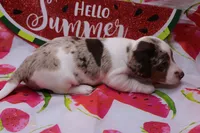 Eli, a male Miniature Dachshund for sale in Weaubleau, MO – 3 of 10