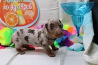 Kiari, a female Miniature Dachshund for sale in Weaubleau, MO – 7 of 10