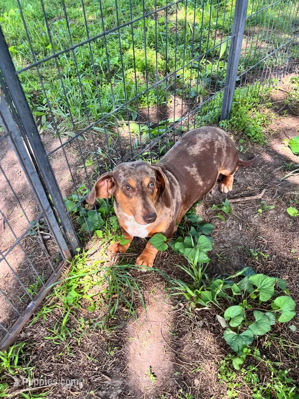 Axel – Dachshund puppy for sale in Weaubleau, MO