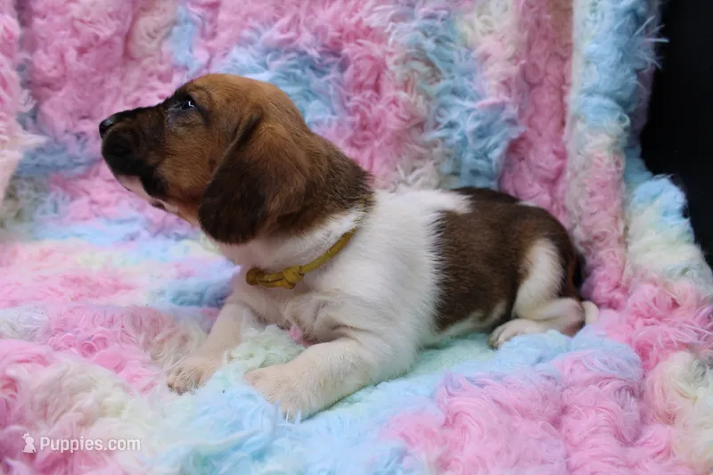 Freyja – Basset Hound puppy for sale in Weaubleau, MO