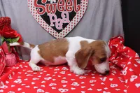 Amery Wire, a male Miniature Dachshund for sale in Weaubleau, MO – Photo 7 of 8