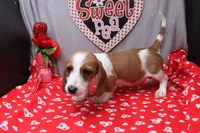 Amery Wire, a male Miniature Dachshund for sale in Weaubleau, MO – Photo 4 of 8