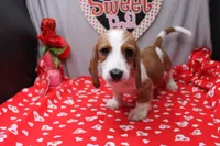 Amery Wire, a male Miniature Dachshund for sale in Weaubleau, MO – Photo 6 of 8