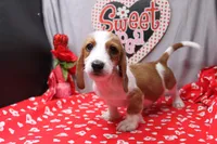 Amery Wire, a male Miniature Dachshund for sale in Weaubleau, MO – Photo 1 of 8