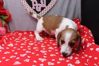 Amery Wire, a male Miniature Dachshund for sale in Weaubleau, MO – Photo 5 of 8