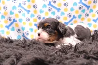 Tucker, a male Cavalier King Charles Spaniel for sale in Weaubleau, MO – 5 of 8