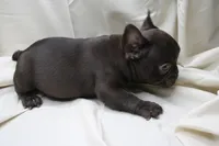 Cade, a male French Bulldog for sale in Weaubleau, MO – 6 of 10