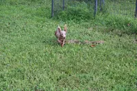 Parker, a male Miniature Dachshund for sale in Weaubleau, MO – 3 of 10