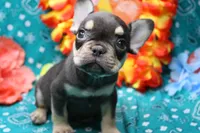 Noble, a male French Bulldog for sale in Weaubleau, MO – 4 of 9