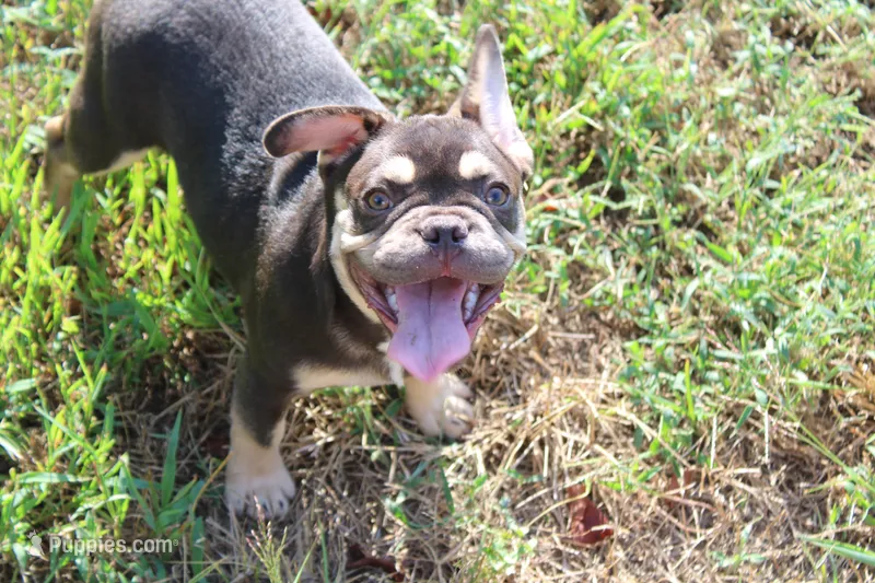 Ned – French Bulldog puppy for sale in Weaubleau, MO