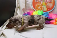 Khloe, a female Miniature Dachshund for sale in Weaubleau, MO – 8 of 10
