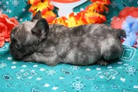 Pietro, a male French Bulldog for sale in Weaubleau, MO – 6 of 6