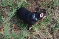 Noble, a male French Bulldog for sale in Weaubleau, MO – 6 of 10