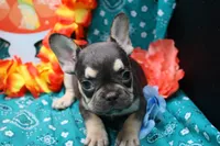 Nathe, a male French Bulldog for sale in Weaubleau, MO – 5 of 10
