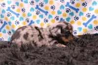 Sparrow, a male Miniature Dachshund for sale in Weaubleau, MO – 4 of 9