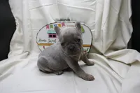 Ralph, a male French Bulldog for sale in Weaubleau, MO – 6 of 10