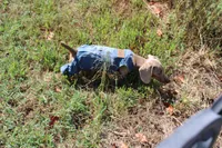 Parker, a male Miniature Dachshund for sale in Weaubleau, MO – 10 of 10