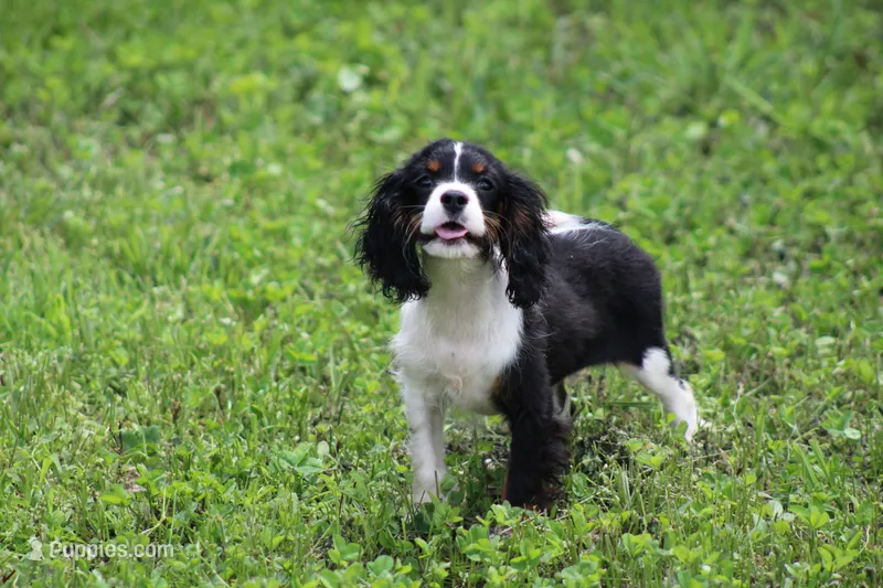 Tobin – Cavalier King Charles Spaniel puppy for sale in Weaubleau, MO