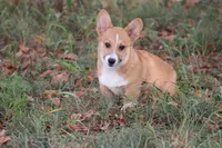 Dean, a male Pembroke Welsh Corgi for sale in Weaubleau, MO – Photo 8 of 10