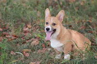 Dean, a male Pembroke Welsh Corgi for sale in Weaubleau, MO – Photo 9 of 10