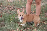 Dean, a male Pembroke Welsh Corgi for sale in Weaubleau, MO – Photo 6 of 10
