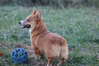 Dean, a male Pembroke Welsh Corgi for sale in Weaubleau, MO – Photo 2 of 10