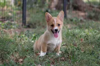 Dean, a male Pembroke Welsh Corgi for sale in Weaubleau, MO – Photo 10 of 10