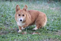 Dean, a male Pembroke Welsh Corgi for sale in Weaubleau, MO – Photo 1 of 10