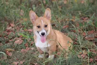 Dean, a male Pembroke Welsh Corgi for sale in Weaubleau, MO – Photo 5 of 10