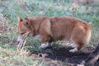 Dean, a male Pembroke Welsh Corgi for sale in Weaubleau, MO – Photo 3 of 10
