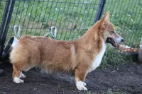 Dean, a male Pembroke Welsh Corgi for sale in Weaubleau, MO – Photo 4 of 10