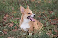 Dean, a male Pembroke Welsh Corgi for sale in Weaubleau, MO – Photo 7 of 10