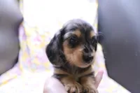 Sully, a male Miniature Dachshund for sale in Weaubleau, MO – 5 of 10