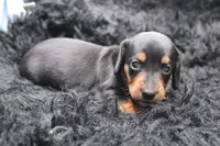 Rain, a female Miniature Dachshund for sale in Weaubleau, MO – 2 of 4