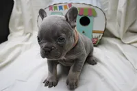 Roxi, a female French Bulldog for sale in Weaubleau, MO – 2 of 5