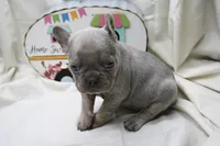 Ralph, a male French Bulldog for sale in Weaubleau, MO – 8 of 10