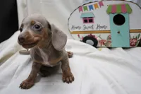 Polly, a female Miniature Dachshund for sale in Weaubleau, MO – 3 of 10