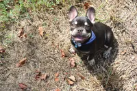 Nikolas, a male French Bulldog for sale in Weaubleau, MO – 9 of 10