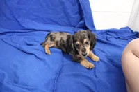Sully, a male Miniature Dachshund for sale in Weaubleau, MO – 9 of 10