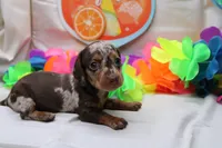 Pixie, a female Miniature Dachshund for sale in Weaubleau, MO – 8 of 9