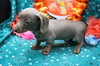 Whimsy, a female Miniature Dachshund for sale in Weaubleau, MO – 4 of 10