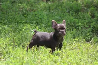Cade, a male French Bulldog for sale in Weaubleau, MO – 4 of 10