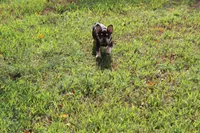 Noble, a male French Bulldog for sale in Weaubleau, MO – 9 of 10