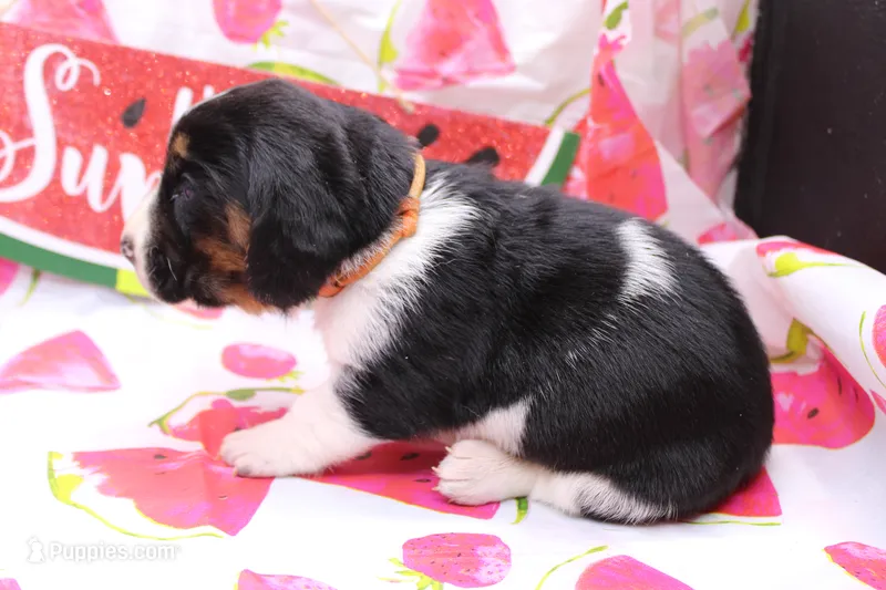 Frida – Basset Hound puppy for sale in Weaubleau, MO