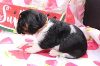 Frida, a female Basset Hound for sale in Weaubleau, MO – 1 of 8