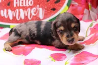 Sully, a male Miniature Dachshund for sale in Weaubleau, MO – 3 of 10