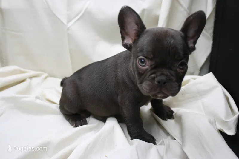 Cade, a male French Bulldog for sale in Weaubleau, MO – 1 of 10