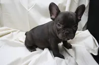 Cade, a male French Bulldog for sale in Weaubleau, MO – 1 of 10
