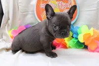 Carmela, a female French Bulldog for sale in Weaubleau, MO – 10 of 10